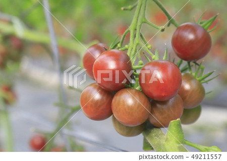 Mini tomato "Tuscany violet" 49211557
