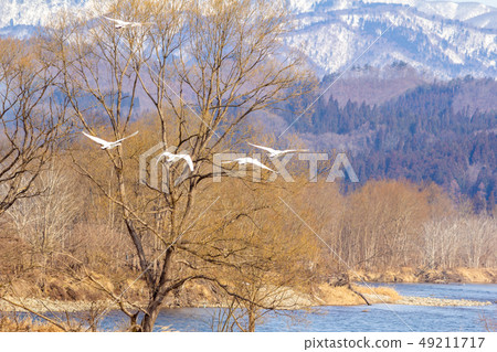 Swan flew from the river Snow mountain March Swan flew from the river Snow mountain March 49211717