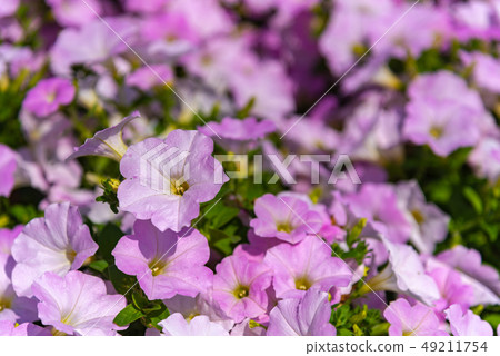 Petunia Ashikaga Flower Park Tochigi Japan Petunia Ashikaga Flower Park Tochigi Japan 49211754