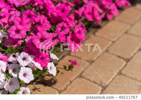Petunia Ashikaga Flower Park Tochigi Japan Petunia Ashikaga Flower Park Tochigi Japan 49211767