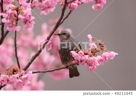 [Kanagawa] Shin-Yokohama Yokohama Scarlet Cherry Blossom and Bulbul 49211845