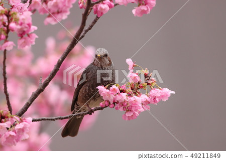 [Kanagawa] Shin-Yokohama Yokohama Scarlet Cherry Blossom and Bulbul 49211849