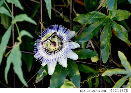 Passionflower that blooms in Mitaka Nakahara 49211878