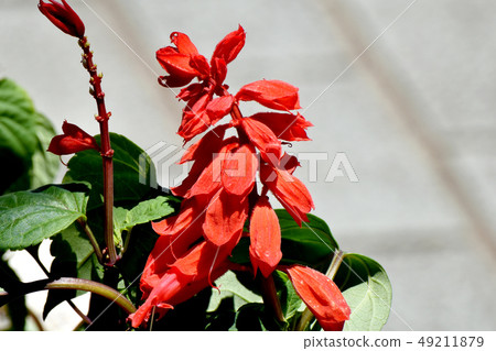 Red salvia blooming in Mitaka Nakahara Red salvia blooming in Mitaka Nakahara 49211879