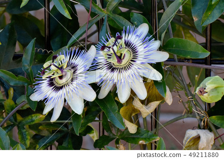Passionflower that blooms in Mitaka Nakahara Passionflower that blooms in Mitaka Nakahara 49211880