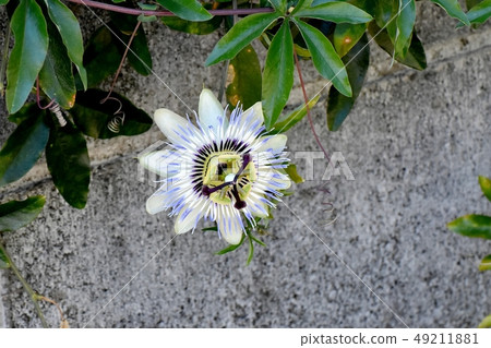 Passionflower that blooms in Mitaka Nakahara 49211881