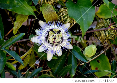 Passionflower that blooms in Mitaka Nakahara Passionflower that blooms in Mitaka Nakahara 49211882
