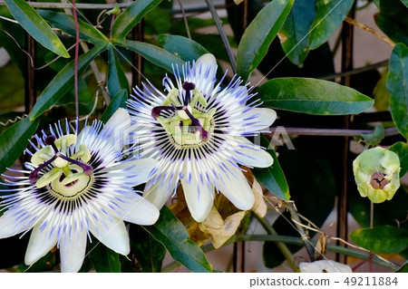 Passionflower that blooms in Mitaka Nakahara Passionflower that blooms in Mitaka Nakahara 49211884