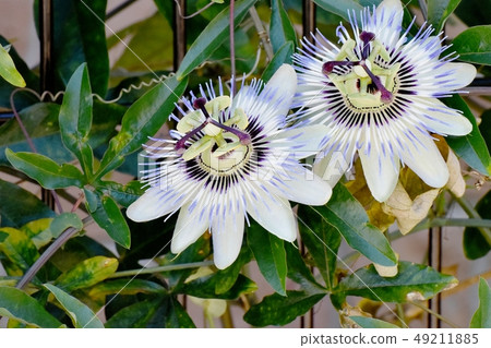 Passionflower that blooms in Mitaka Nakahara Passionflower that blooms in Mitaka Nakahara 49211885