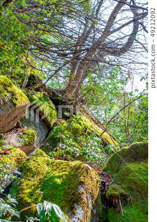 Demon's Tongue Shake Moth 49212092