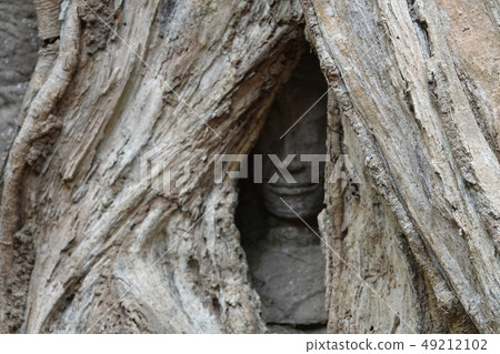 Ta Prohm 49212102