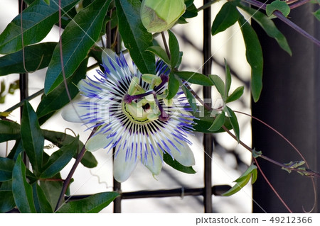 Passionflower that blooms in Mitaka Nakahara Passionflower that blooms in Mitaka Nakahara 49212366