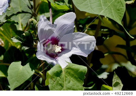 Pink flower blooming in Mitaka Nakahara 49212669
