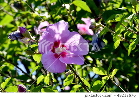 Pink flower blooming in Mitaka Nakahara 49212670
