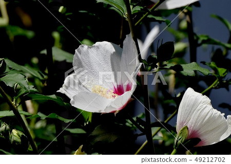 開花在Mikasa Nakahara的白色Makuge花 開花在Mikasa Nakahara的白色Makuge花 49212702