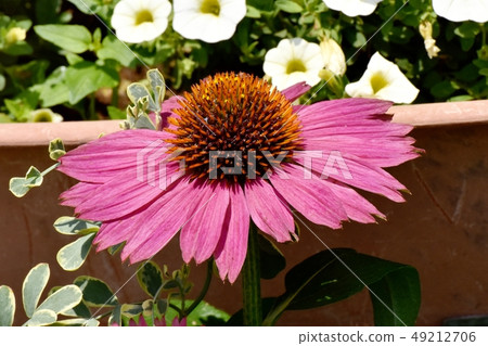 粉紅色的紫錐菊盛開在三鷹中原 粉紅色的紫錐菊盛開在三鷹中原 49212706