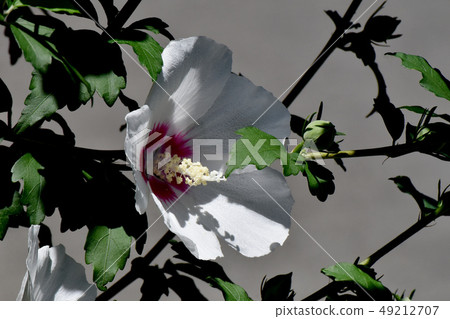 開花在Mikasa Nakahara的白色Makuge花 49212707