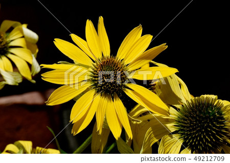 開花在三鷹中原的黃色海膽亞目 49212709