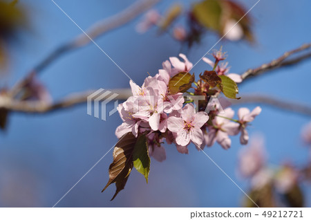 北海道（Obihiro-Miyagaoka Park）的櫻花 49212721