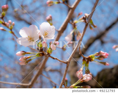Cherry blossoms and blue sky a Cherry blossoms and blue sky a 49212793