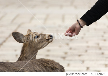 Deer getting deer crackers 49212823