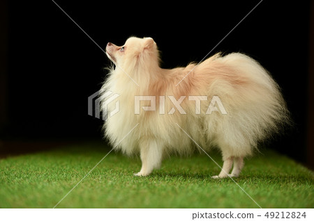 Pomeranian 49212824