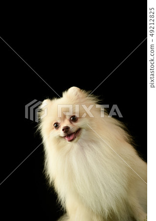 Pomeranian 49212825