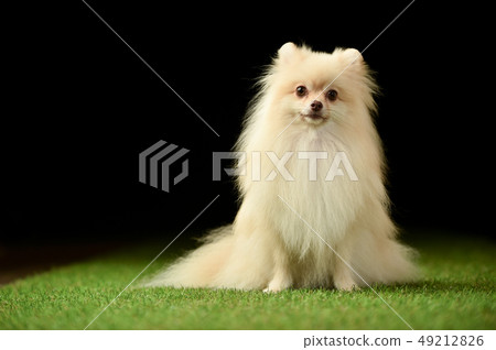 Pomeranian 49212826