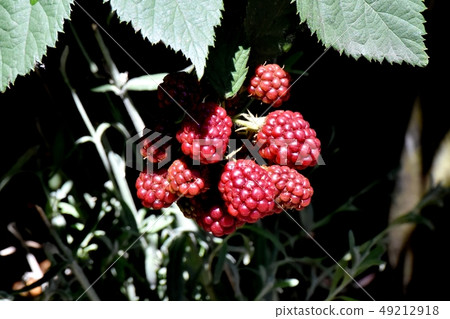 Red blackberry fruit to be Mishima Nakahara 49212918