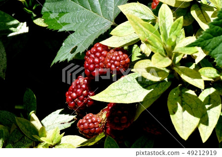 紅色黑莓果實是三島中原 49212919