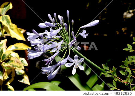 開花在三鷹中原的淺粉紅色的紫色愛情花 49212920