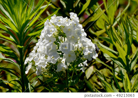 White perennial phlox blooming in Mikasa Nakahara White perennial phlox blooming in Mikasa Nakahara 49213063