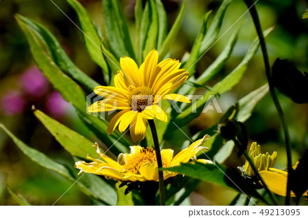 開花在三鷹中原的黃色母雞向日葵（Kikumomodoki） 49213095