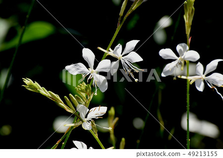 White Gowra blooming in Mitaka Nakahara 49213155