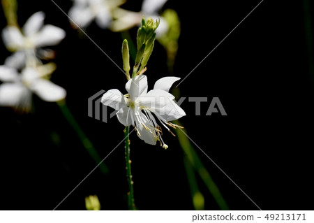 開花在三鷹中原的白色Gowra 49213171