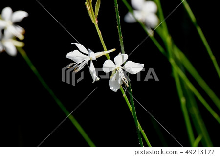 開花在三鷹中原的白色Gowra 49213172