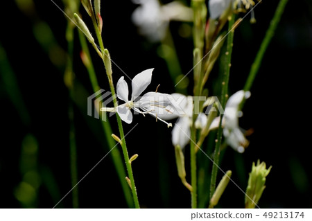 White Gowra blooming in Mitaka Nakahara White Gowra blooming in Mitaka Nakahara 49213174