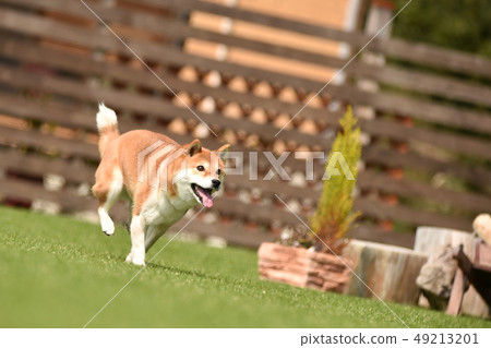 Shiba Inu 49213201
