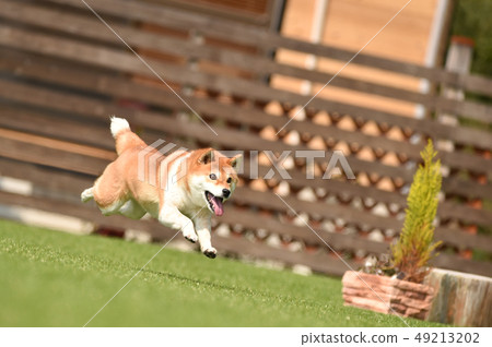 Shiba Inu 49213202