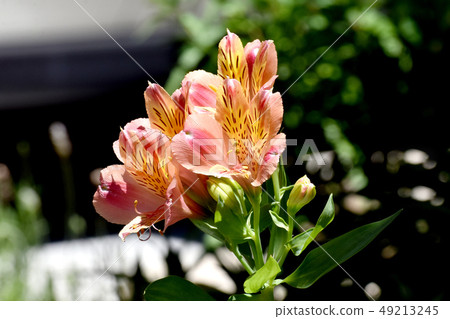 開花在三鷹中原的橙色astromeria 開花在三鷹中原的橙色astromeria 49213245