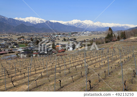 Azumino Early Spring Vineyard Azumino Early Spring Vineyard 49213250
