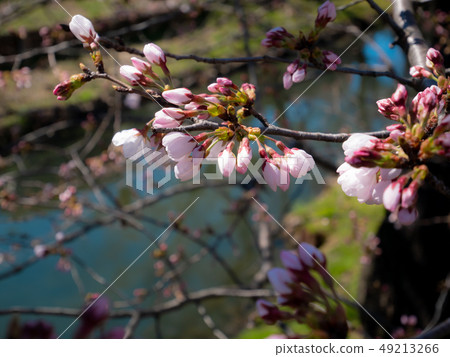 Cherry blossoms on the riverbank that has begun to flower Cherry blossoms on the riverbank that has begun to flower 49213266
