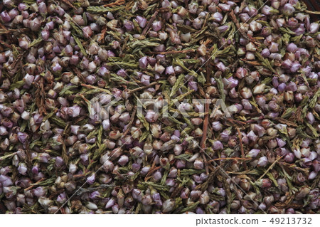 «草本»希思日本名稱：Gyoryumodoki 49213732