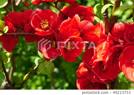 Blurred flowers 49213753