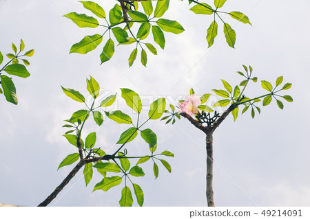 branch of tree with green young leaf from bottom 49214091