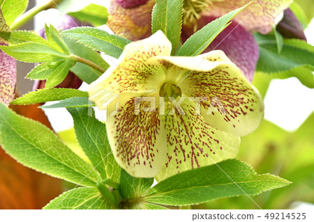 Christmas rose Christmas rose 49214525