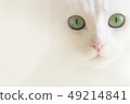 White cat 49214841