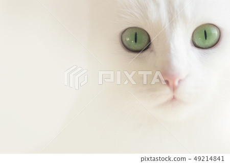 白貓 白貓 49214841