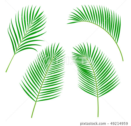 Palm leaf illustration icon set 49214959