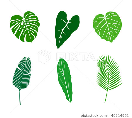 熱帶植物例證象集合 熱帶植物例證象集合 49214961